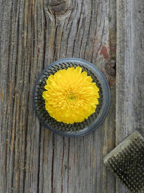 BUTTON  YELLOW POMPONS
